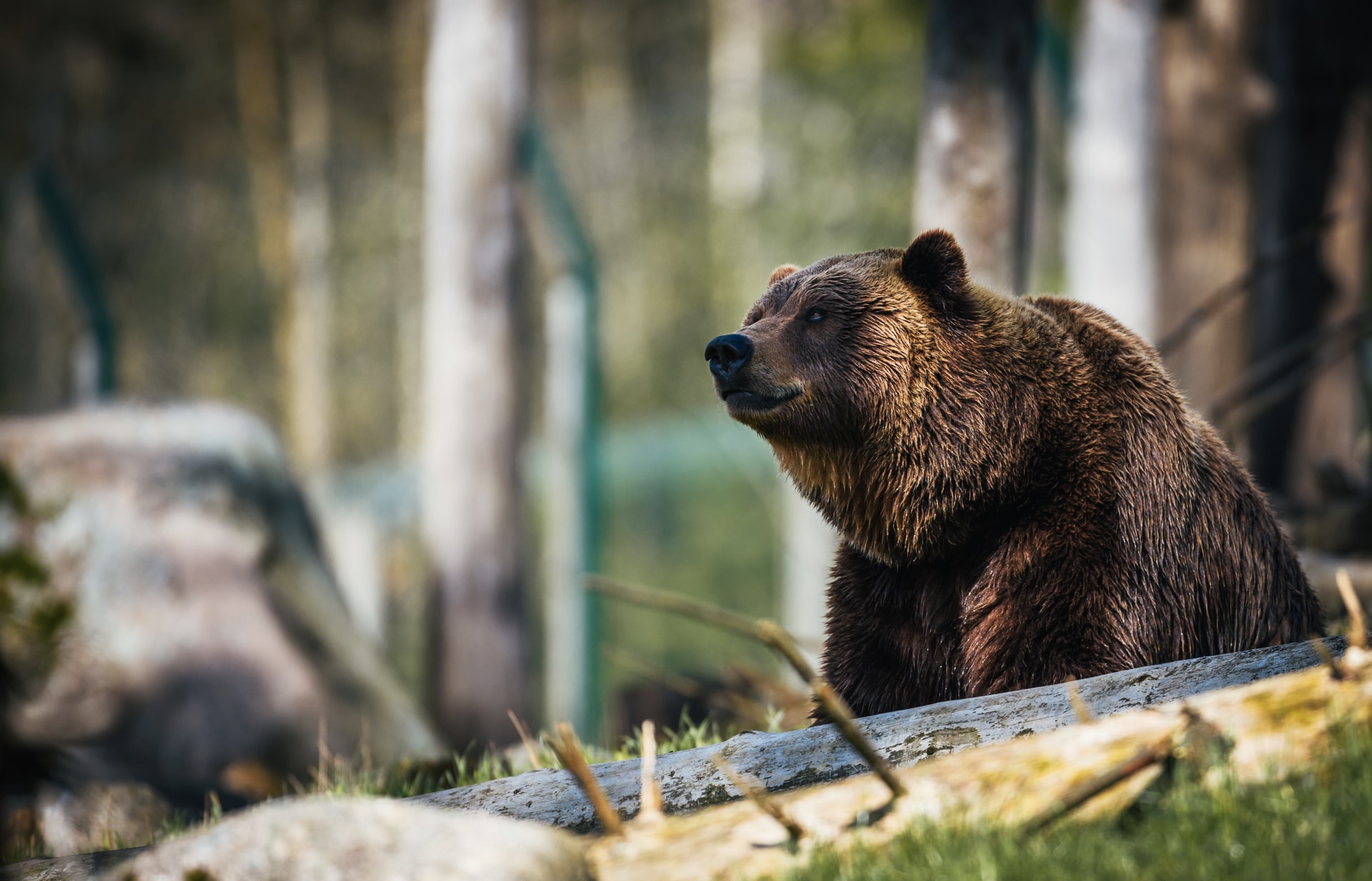 Bear by Jank Ferlic