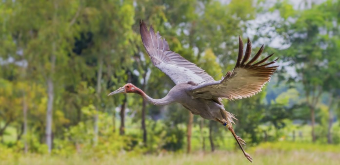 Eastern Sarus cranes released into their natural habitat, in Thailand. Photo credit: Kajornyot Krunkitsatien/ Zoological Park Organization