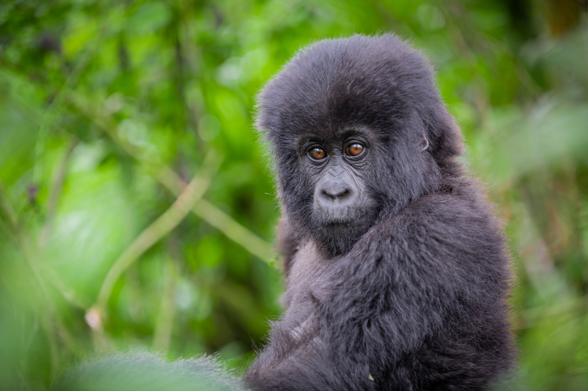 Biodiversity Finance Results from Africa