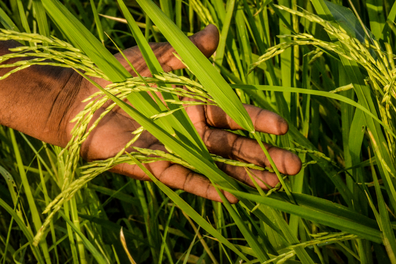A hand through grass