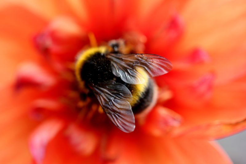 Bee