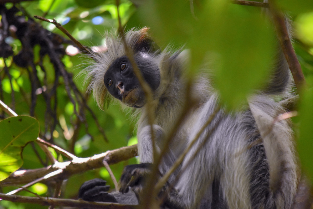 The Red Colobus monkey, native in Zanzibar (c) Andrew Seidl