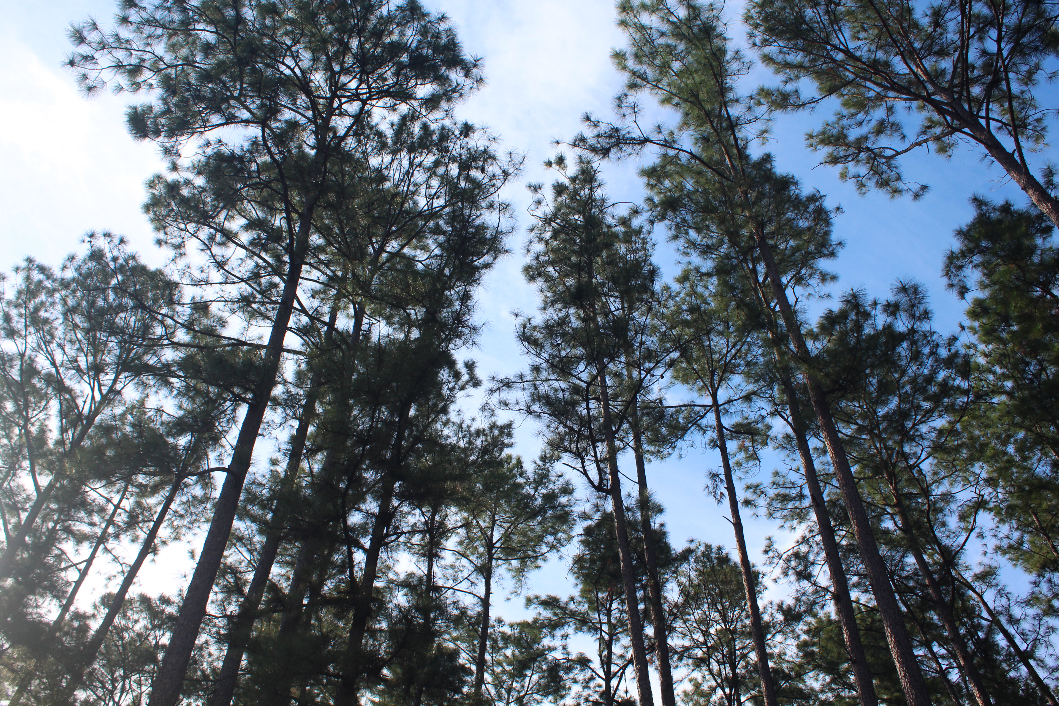 forests in Cuba