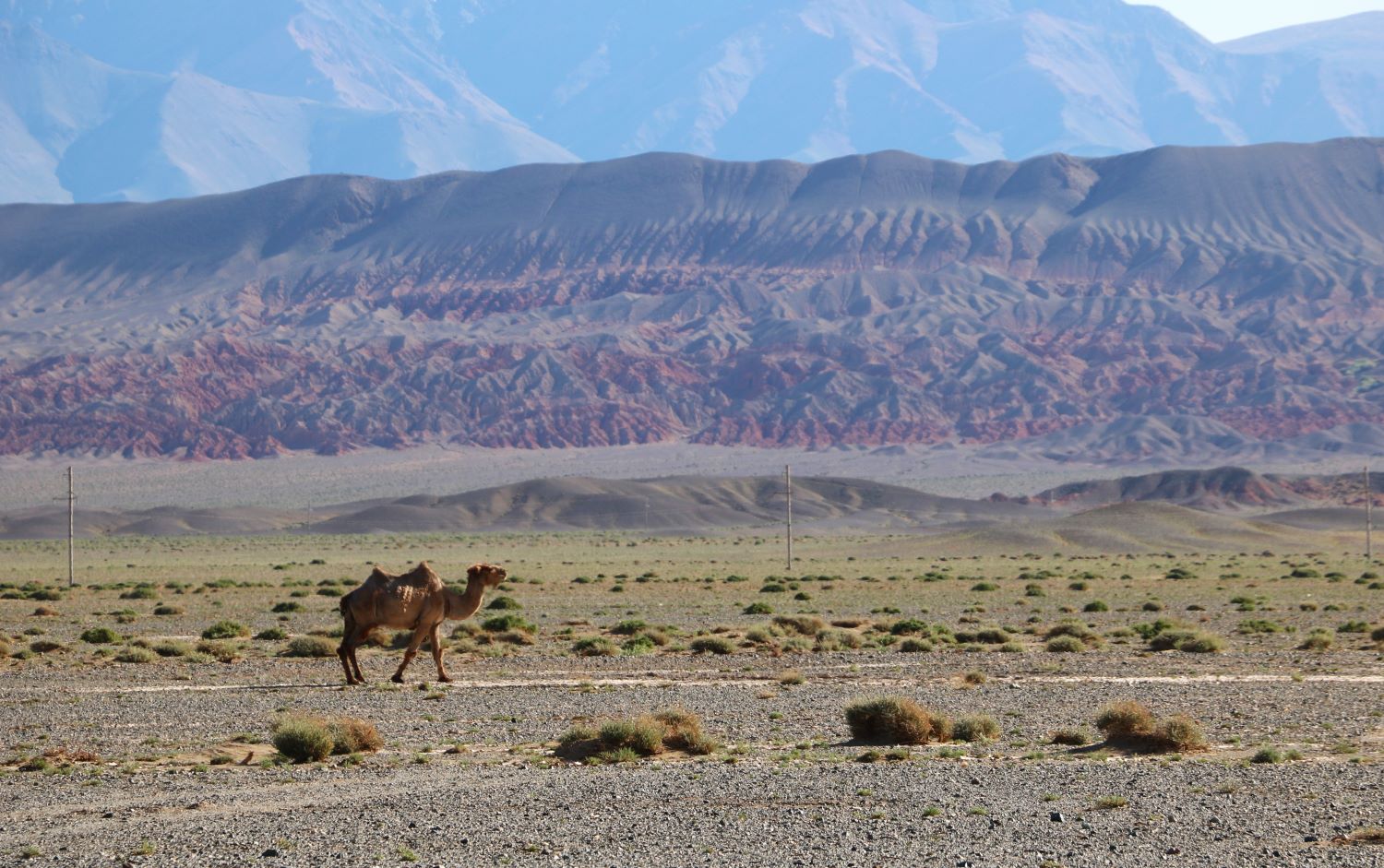 Biodiversity is under acute threat in Mongolia, a country with vast landscapes and diverse ecosystems harboring unique flora and fauna.