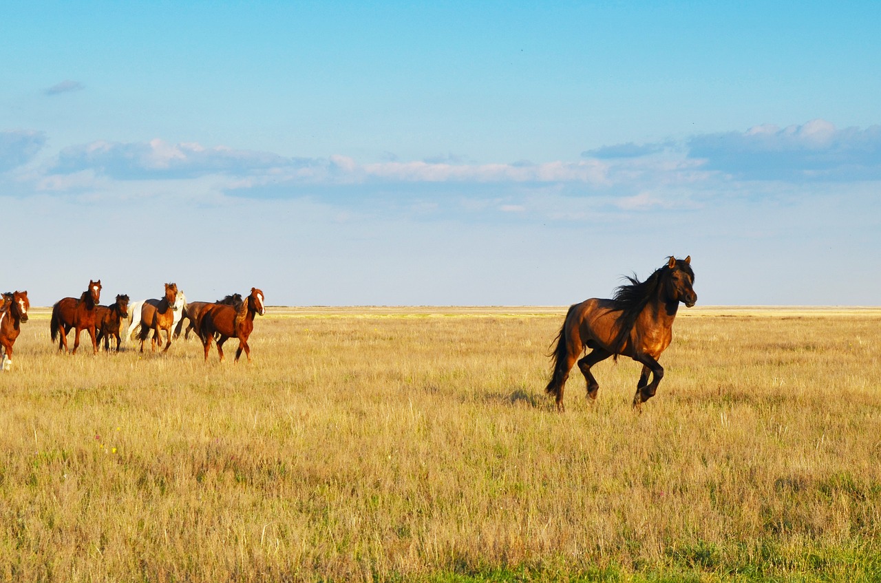 Kaz horses