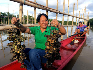 Juvy Guiñabo Jamaybay, chairperson of the Luguay Talaba Growers Association, shows off two heavy and hefty oyster bundles. 