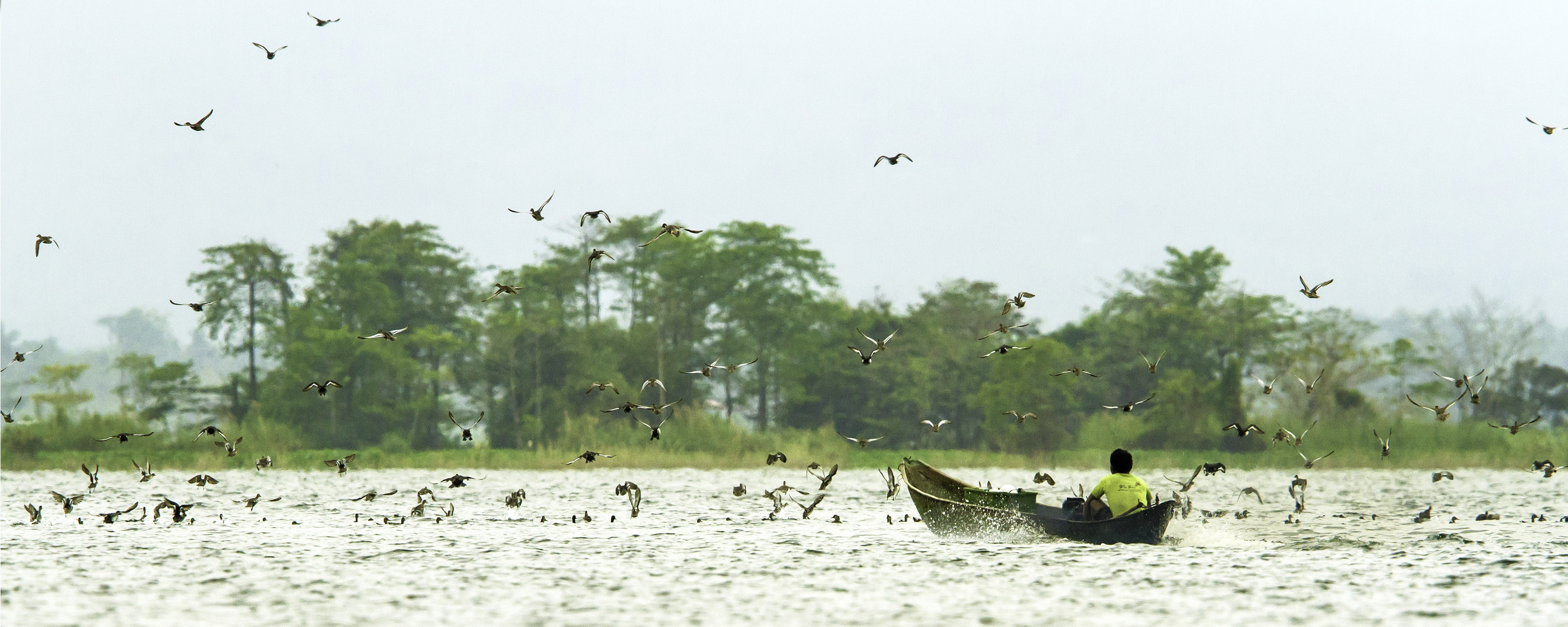 naujan lake