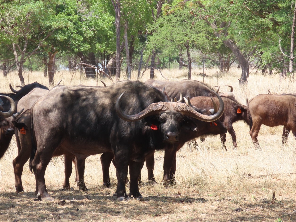 African Buffalo