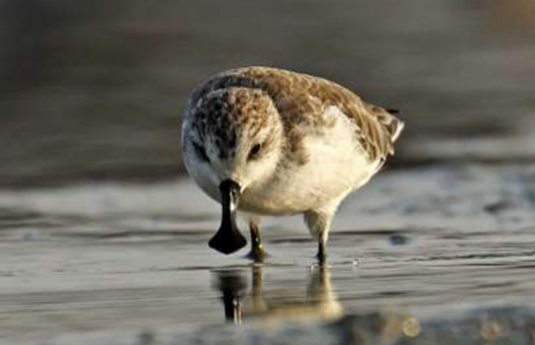 Spoon-billed Sandpiper (Calidris pygmaea, Linnaeus, 1758); Photo credit: Chm-thai.onep.go.th
