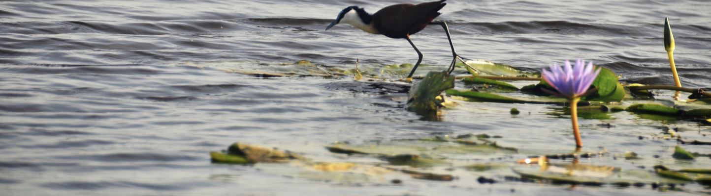 bird wetland