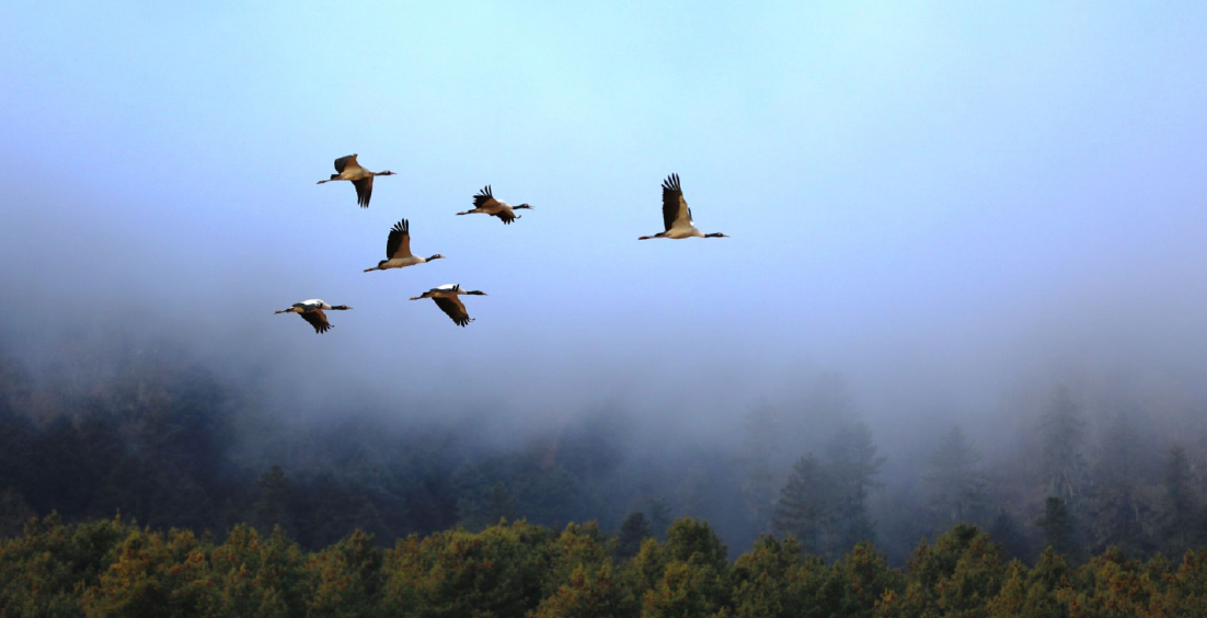 cranes Bhutan