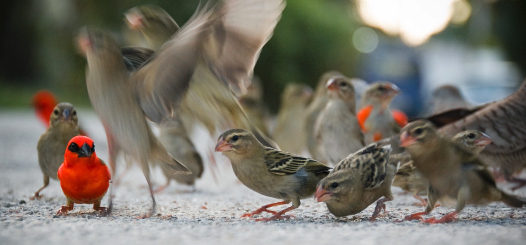 birds Seychelles