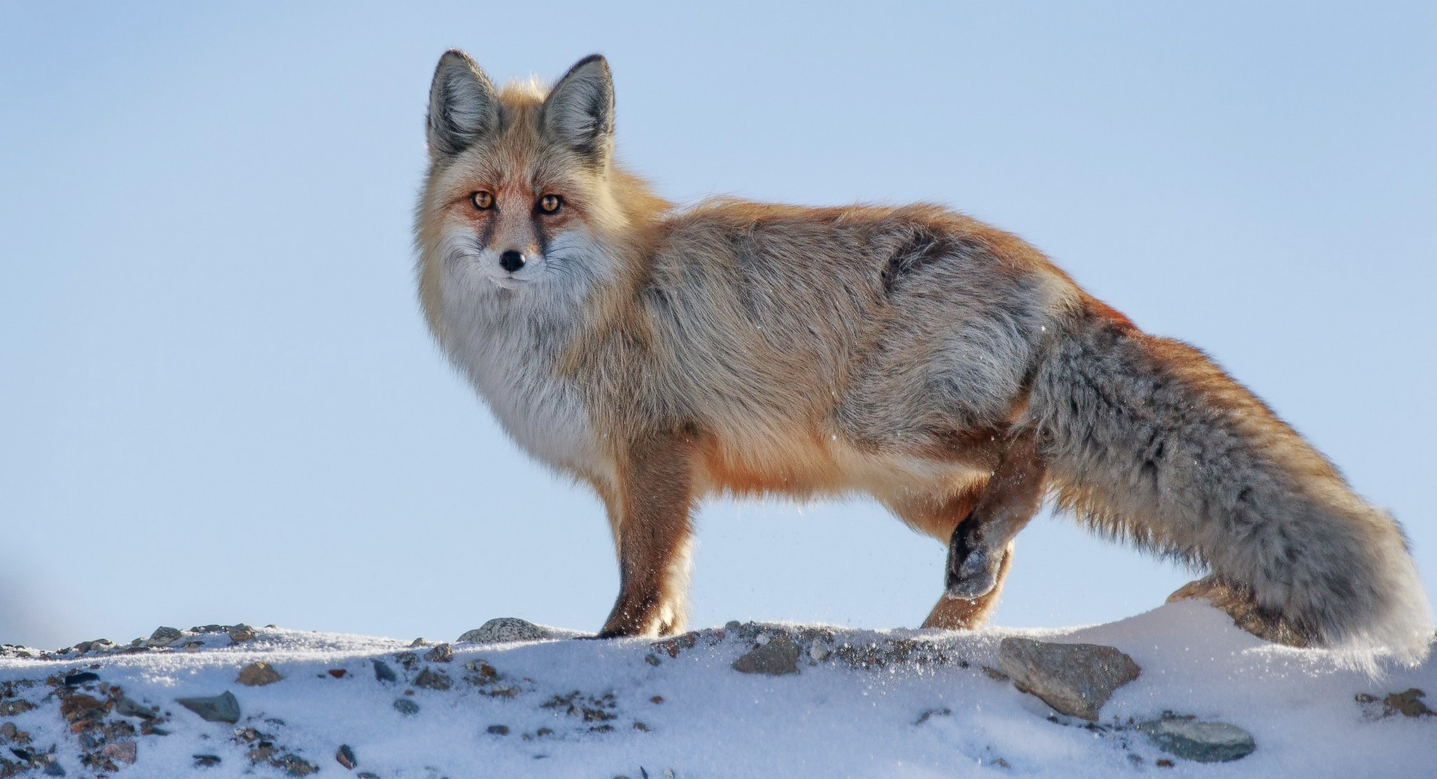 fox Kyrgyzstan