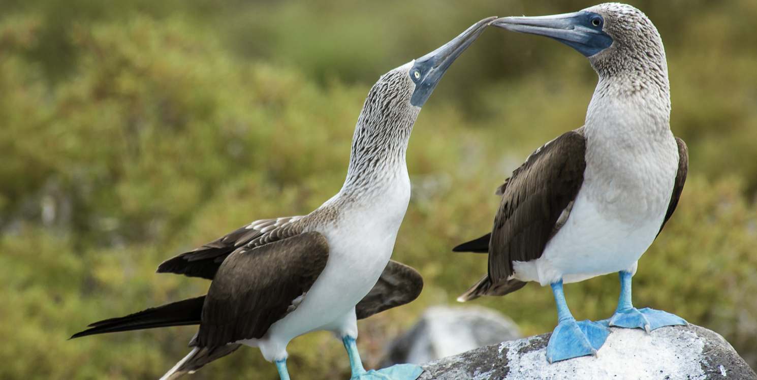 Ecuador blue footed booby