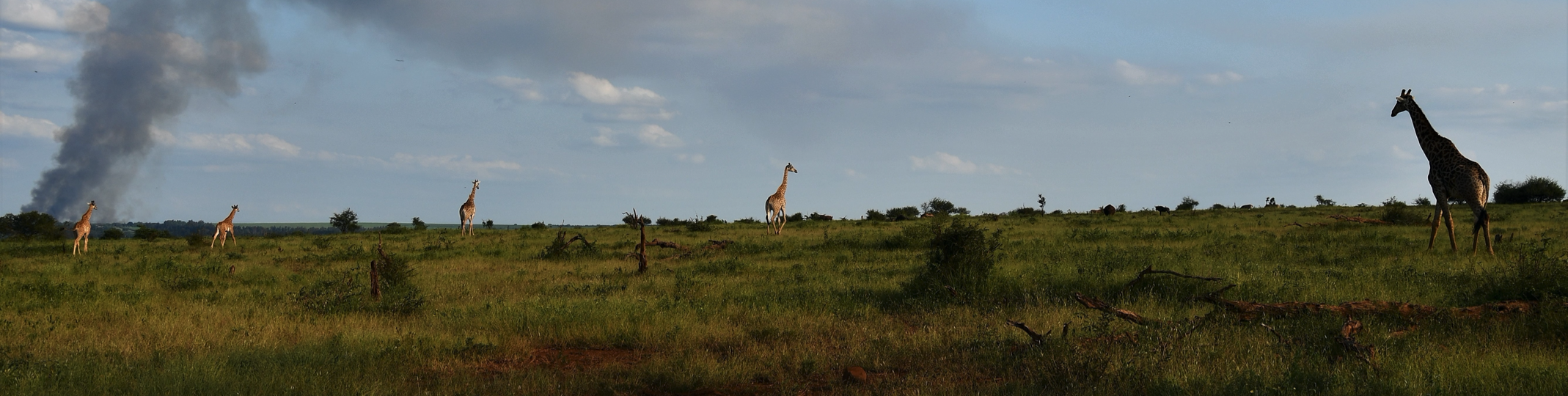 giraffes