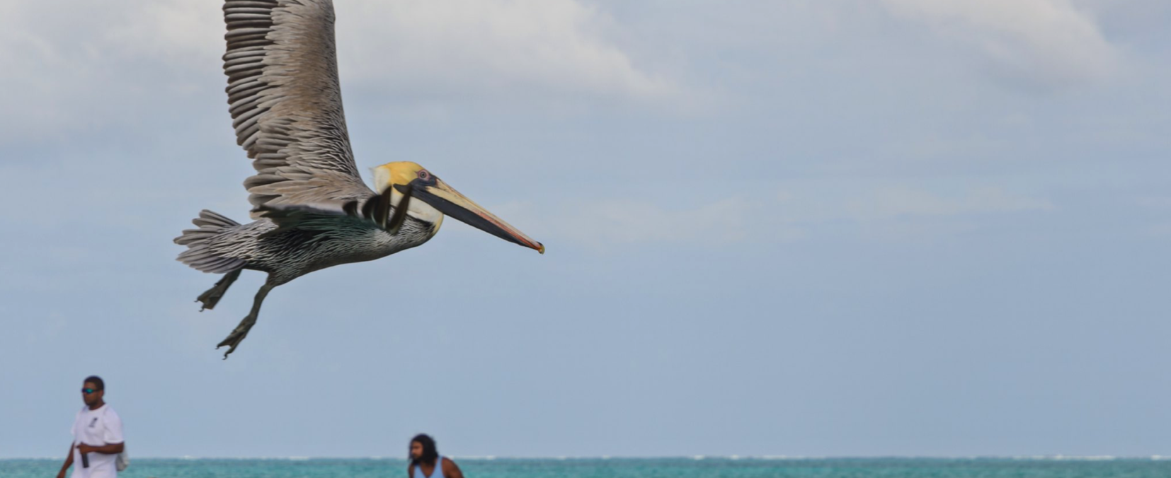 belize pelican