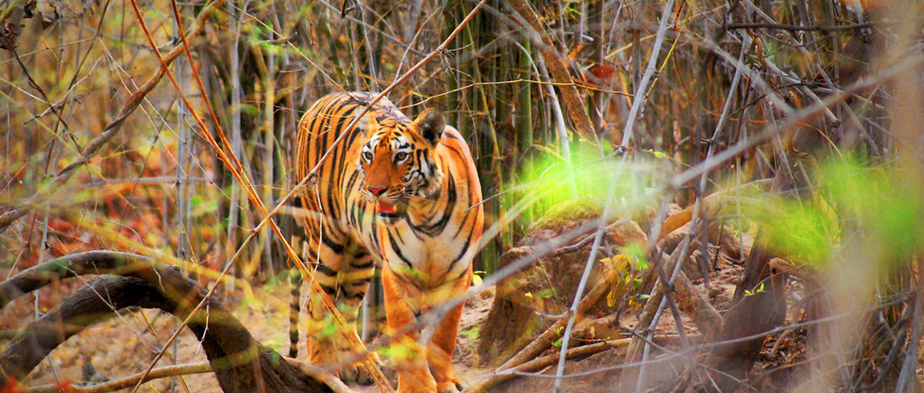 india tiger