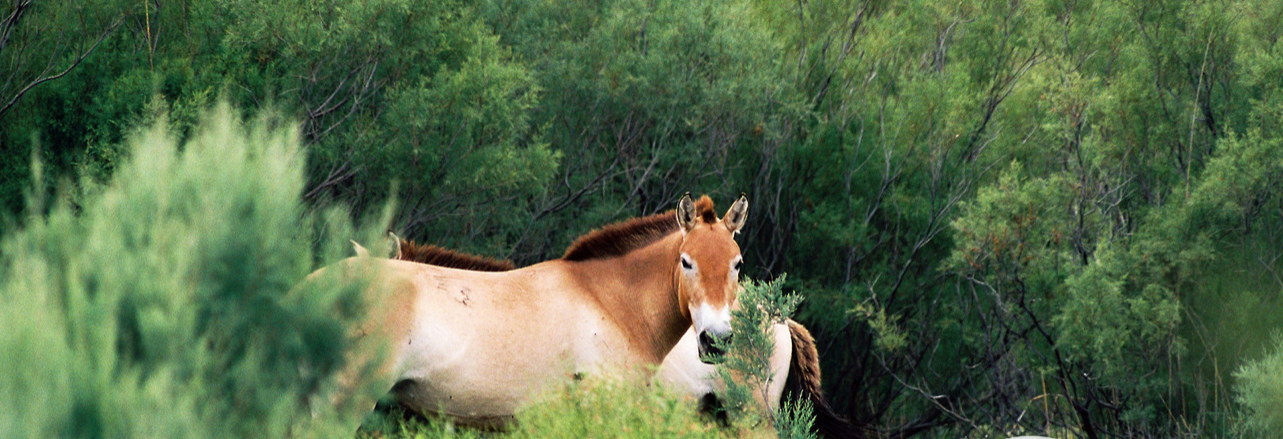 horses