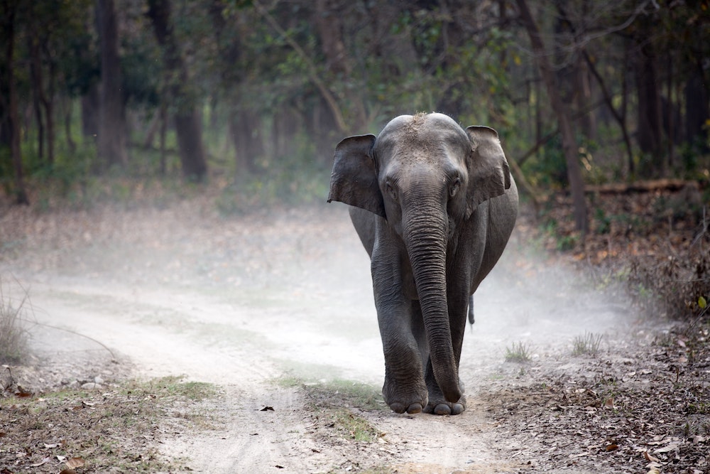 Elephant in India