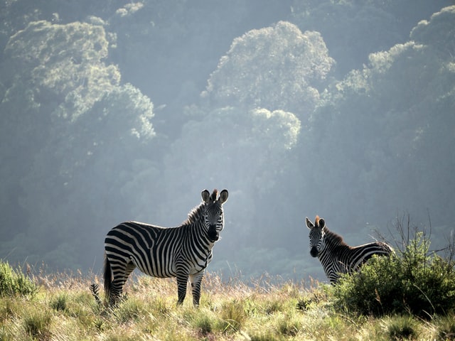 Zebras in Malawi by Ray Aucott