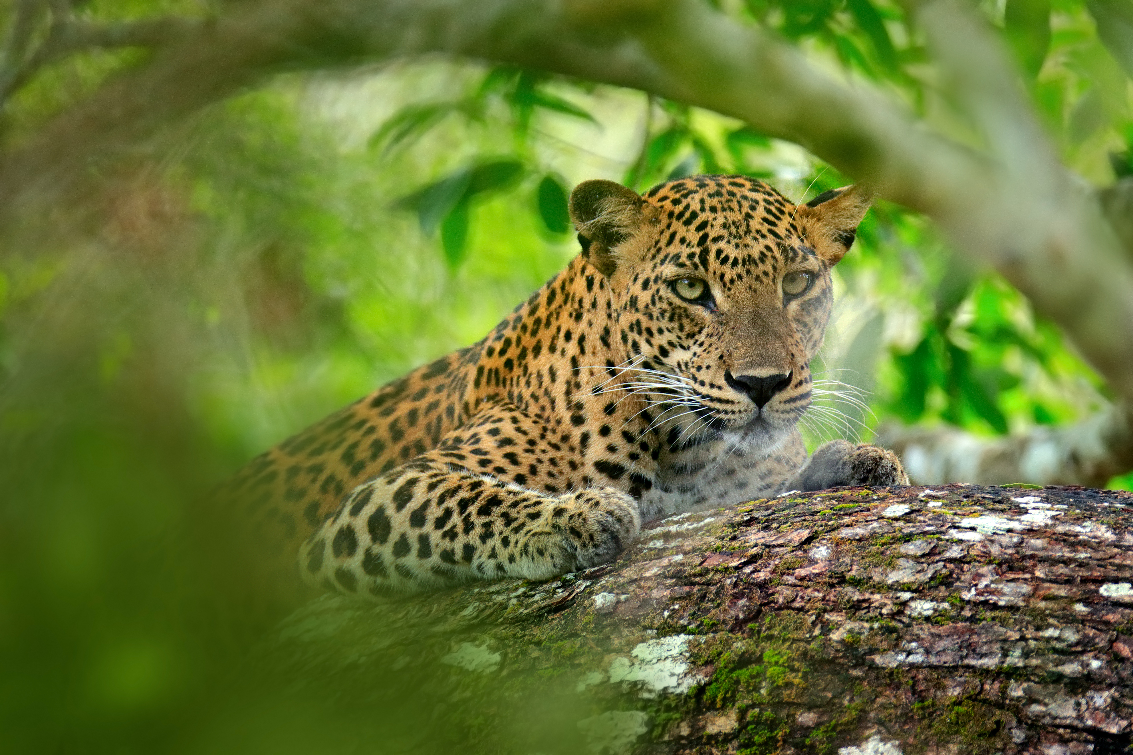 Sri Lankan Leopard
