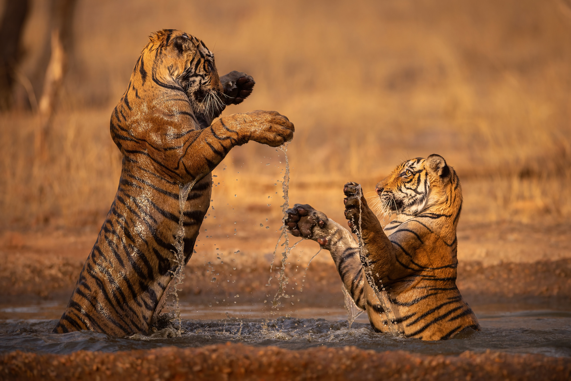 Tiger landscape conservation