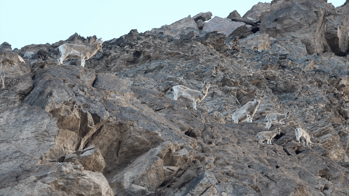 Photo: The population of wild goats in Mongolia has increased due to conservation measures.