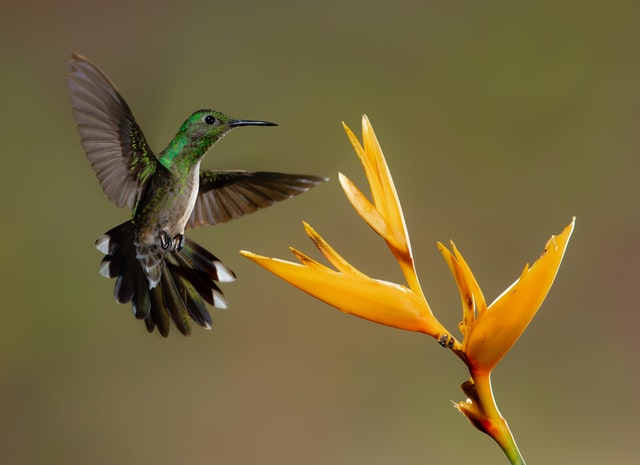 Hummingbird by Zdeněk Macháček 