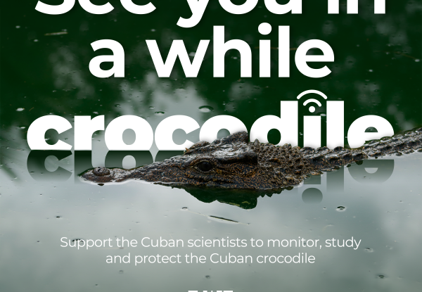 Cuban crocodile campaign