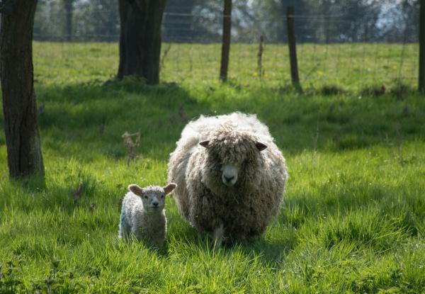 Exploring Positive Incentives for Sustainable Land Management - UK's experience