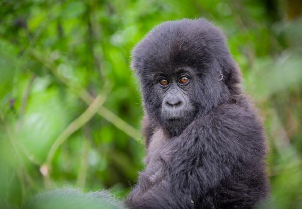 Biodiversity Finance Results from Africa