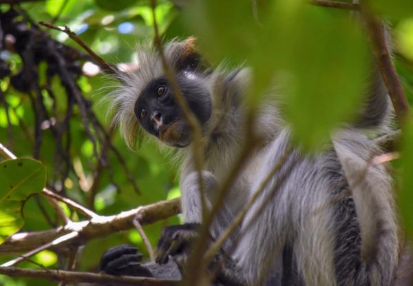 The Red Colobus monkey, native in Zanzibar (c) Andrew Seidl