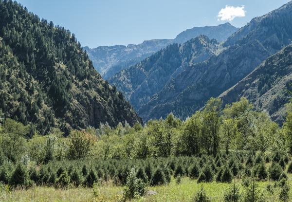 Toktogul Forestry Enterprise, Kyrgyz Republic