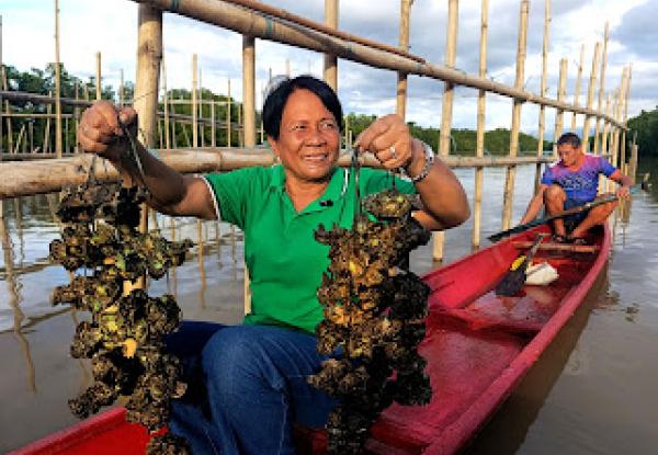 Juvy Guiñabo Jamaybay, chairperson of the Luguay Talaba Growers Association, shows off two heavy and hefty oyster bundles. 