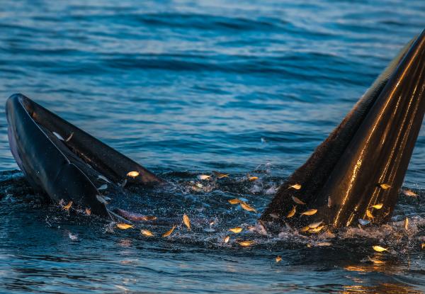 Chitiwat Pornprasert, UNDP Thailand