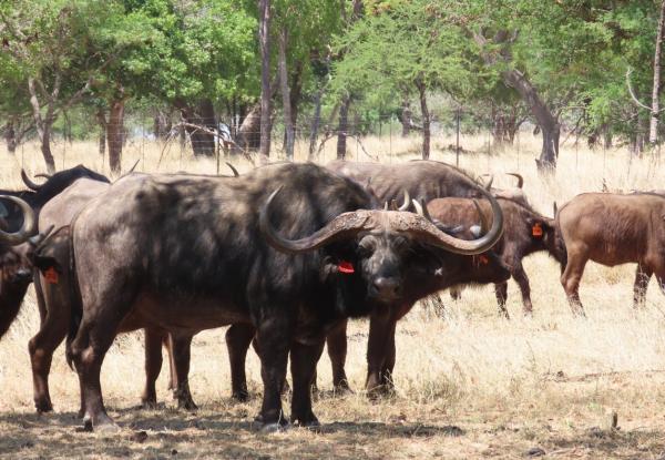 African Buffalo