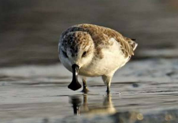 Spoon-billed Sandpiper (Calidris pygmaea, Linnaeus, 1758); Photo credit: Chm-thai.onep.go.th