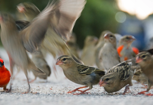 birds Seychelles