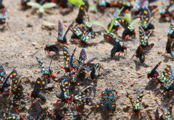 tanzania