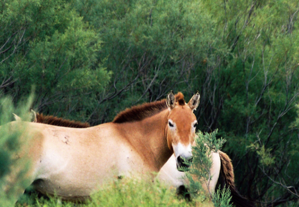 horses