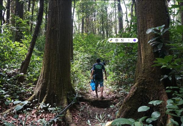 Photo: Towering trees surround the dense forest of Sibalom Natural Park.