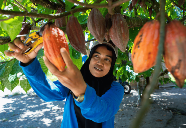 Femmi, a woman cacao farmer from Tuva Village, harvests cocoa pods from her own farm.