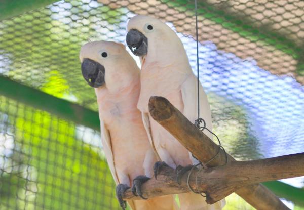 Photo: The salmon-crested cockatoo, a protected wildlife species in Indonesia. UNDP Indonesia/Nabilla Rahmani