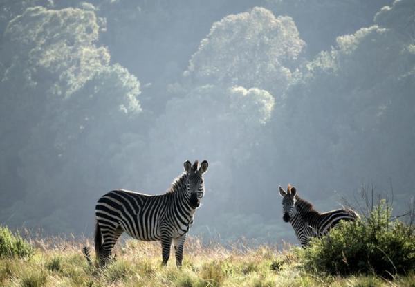 Zebras in Malawi by Ray Aucott