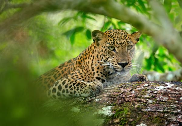 Sri Lankan Leopard