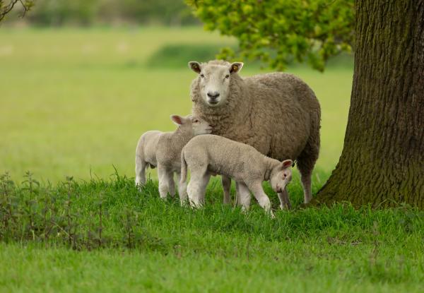 East Yorkshire, England. Seren / Shutterstock