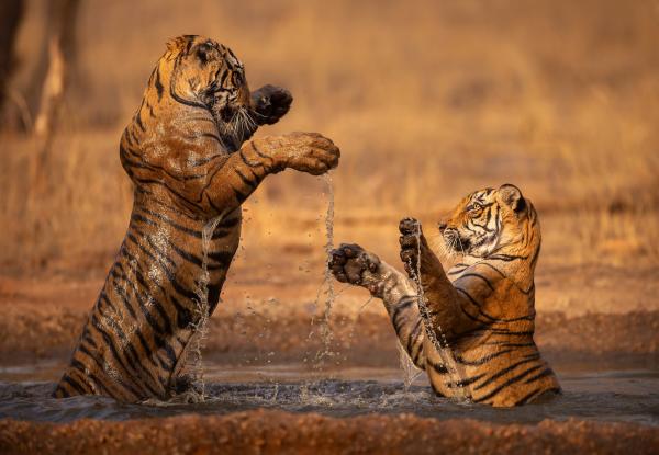 Tiger landscape conservation