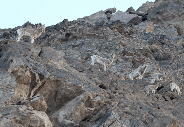 Photo: The population of wild goats in Mongolia has increased due to conservation measures.