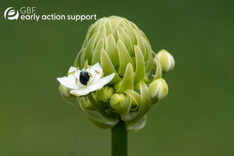 Nature Bonds: Catalyzing Investment for Biodiversity