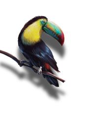 Tucan